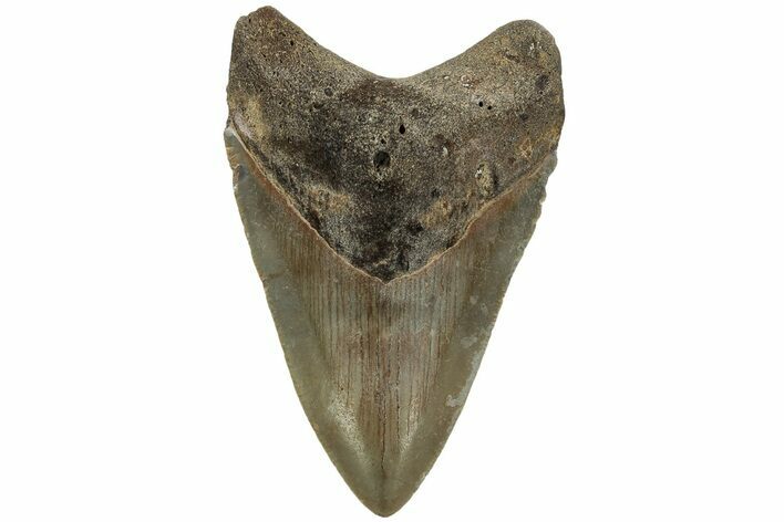 Fossil Megalodon Tooth - North Carolina #219425
